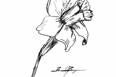 Daff