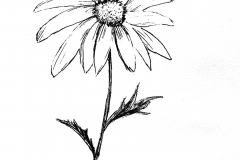 Daisy