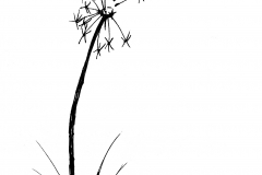Dandilion