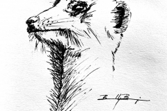 Meerkat