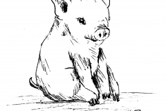 Pig