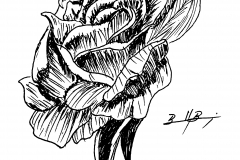 Rose_2025