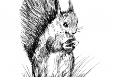 Squirrel