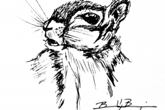 Squirrel2