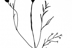 WildFlower
