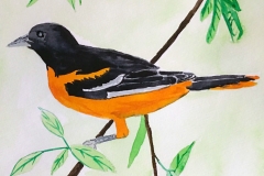 11_Baltimore_Oriole-MD