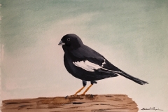 13_Lark_Bunting-CO