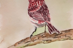 15_Purple_Finch-NH