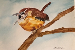 16_Carolina_Wren-SC