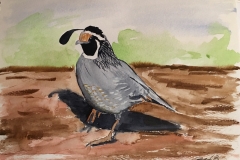 19_California_Valley_Quail-CA