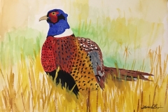 1_Ring-Necked_Pheasant_SD