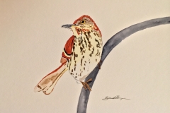 20_Brown_Thrasher-GA
