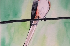 21_Scissor-tailed_Flycatcher-OK