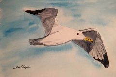 22_California_Gull-UT