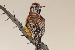23_Cactus_Wren-AZ