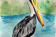 25_Eastern_Brown_Pelican-LA