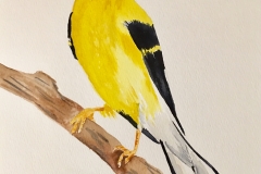 26_EasternGoldfinch-IA_NJ_WA