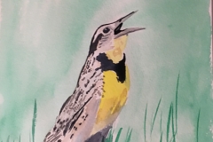 28_Medowlark-KS_MT_NE_ND_OR_WY