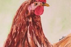 5_Rhode_Island_Red-RI
