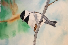 7_Chickadee-ME, MA