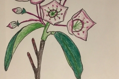 11_Mountain_Laurel-CN_PA