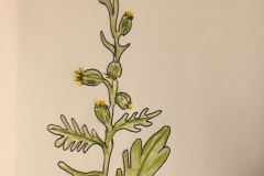 12_Sagebrush-NV
