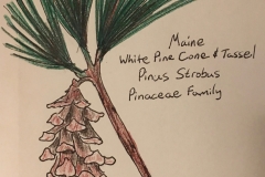 13_White_Pine_Cone_Tassel-ME