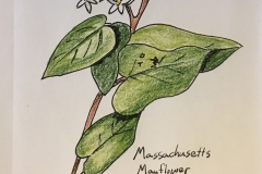 16_Mayflower-MA