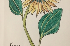 17_Sunflower-KS