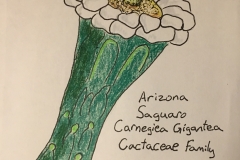 19_SaguaroCactus-AZ