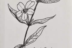 1_Yellow_Jessamine-SC