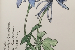 20_Rocky_Mountain_Columbine-CO