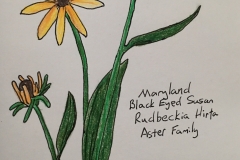 21_BrownEyedSusan-MD