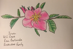 22_WildRose-IA