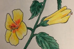 26_YellowHibiscus-HI