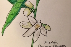 29_OrangeBlossom-FL