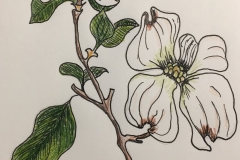 2_Dogwood-NC_VA
