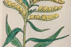 3_Goldenrod-KY_NE