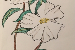4_Cherokee_Rose-GA