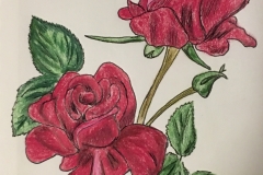 5_Rose-NY_OK