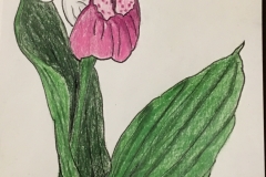 6_ShowyLadyslipper-MN