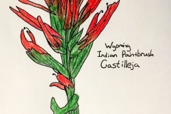 7_Indian_Pantbrush-WY