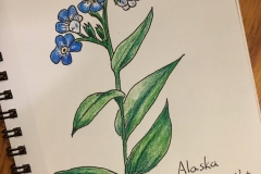 9_Alpine_Forget-Me-Not-AK