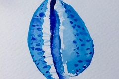 1-Seashells