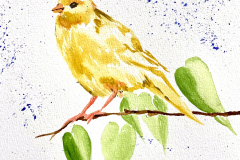 Canary