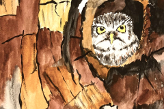 Owl